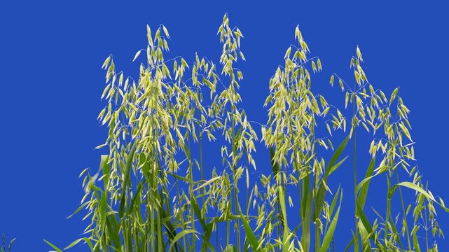 Green oat plants on blue screen background for post-production.