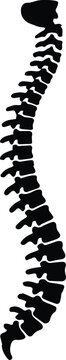 spine s shaped curve cervical thoracic lumbar sacrum coccyx