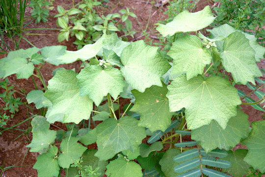 The Caesarweed or Congo jute (Urena lobata) featuring vibrant green lobed foliage growing naturally in soil, representing resilience and the wild beauty of nature.