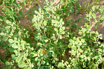 Fototapeta premium Close-up of Glinus oppositifolius, commonly known as Indian Chickweed, thriving in sandy soil, representing natural resilience and wild botanical growth in nature.