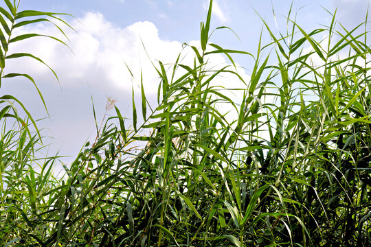 The vibrant leaves of the Giant Reed, Arundo donax, reaching towards the sky, symbolizing growth, natural resilience, and vitality in nature