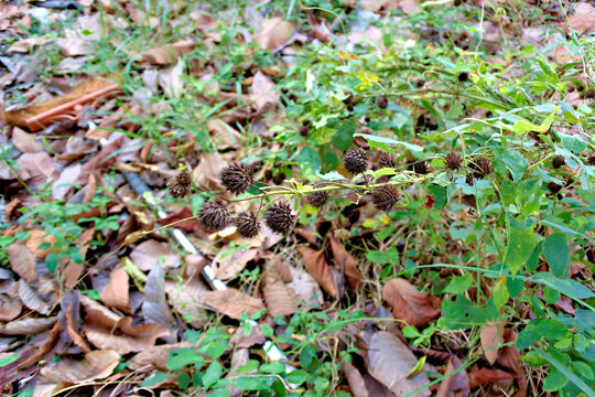 Urena lobata, commonly known as Caesarweed or Congo jute, symbolizes the resilience of wild botanical growth within a decaying forest floor environment.