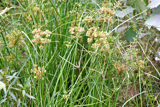 Serene cluster of Juncus effusus, commonly known as Soft Rush, thrives in this peaceful wild meadow environment, highlighting natural organic growth
