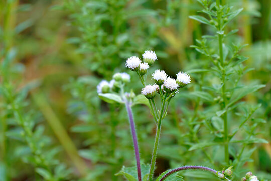 Close-up of Ageratum conyzoides, also known as Billygoat-weed, representing the delicate and simple beauty found within wild and resilient nature.