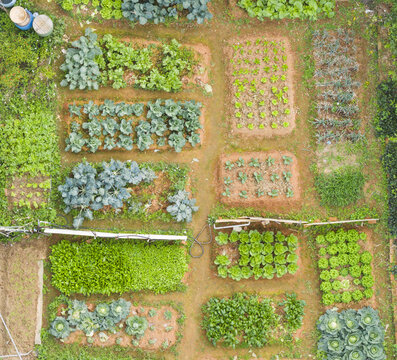 Aerial view of a community garden with organized rows of cabbages, leafy green vegetables, and garden beds in fertile brown soil Taoyuan, Taiwan, Taiwan.