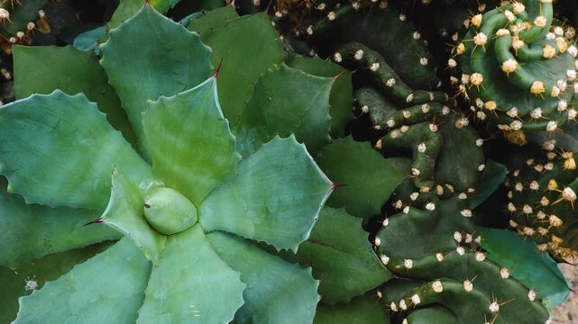 Close up of a cactus plant with inception mode on a sunny day
