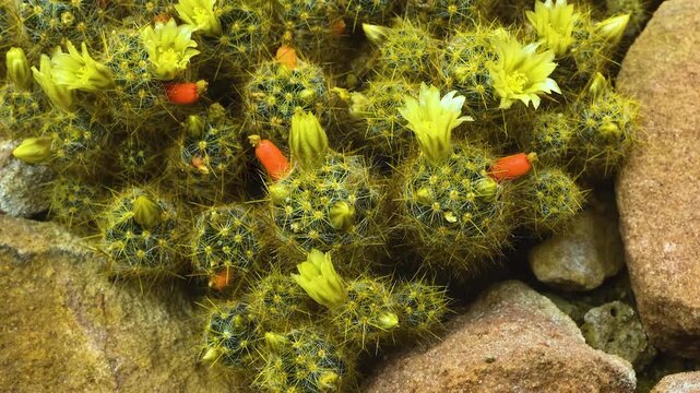 Close up of a cactus plant with inception mode on a sunny day
