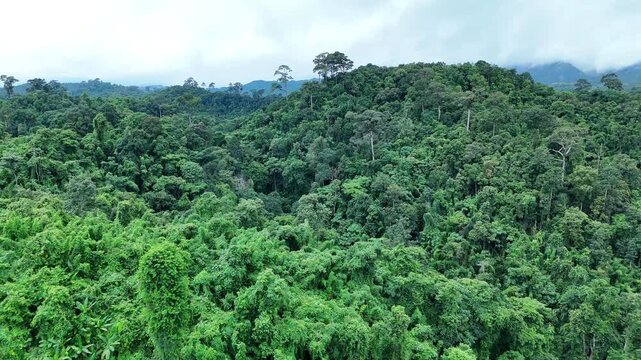 Aerial drone shot over primary Jungle tropical rain forest in Nan, Thailand. Aerial view, moving over a rainforest tree canopy in a slow pace beautiful green nature background of a tropical forest.	
