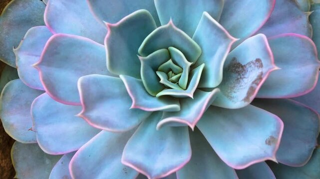 Close up of a cactus plant with inception mode on a sunny day
