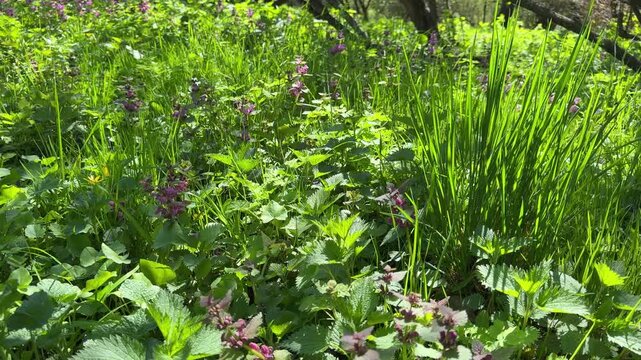 Glade with green grass and dead nettle wild flowers.