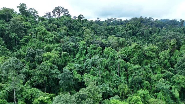 Aerial drone shot over primary Jungle tropical rain forest in Nan, Thailand. Aerial view, moving over a rainforest tree canopy in a slow pace beautiful green nature background of a tropical forest.	