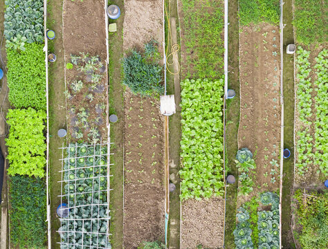 Aerial view of Community Garden with organized vegetable plots featuring rows of cabbage, lettuce, and trellises for climbing plants in Taoyuan, Taiwan, Taiwan.