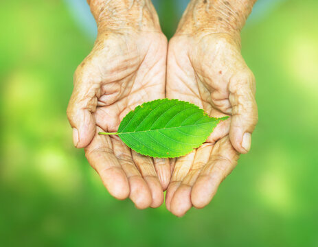 Elderly hands gently cradling a vibrant green leaf, symbolizing care for nature and environmental protection