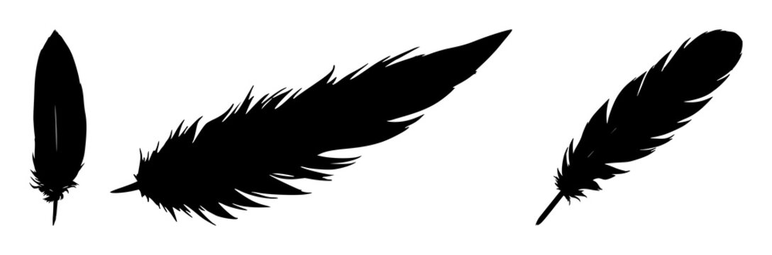 Feather set with black silhouette and white background featuring feather, silhouette, black design with birds and feathers