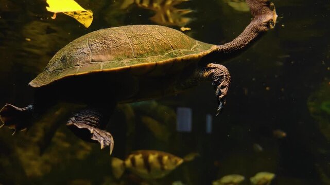 Close up of the head of a snake neck turtle swimming on the water surface