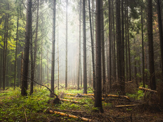 Fototapeta premium Foggy forest with fallen trees wilderness ecosystem climate impact