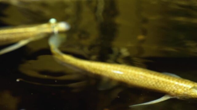 Close up of four eyed fish floating on the surface with view from above