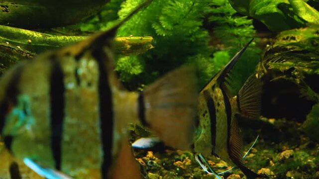 Close up of a freshwater angelfish floating underwater beside water plants