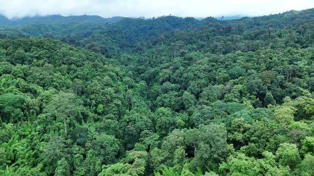 Aerial drone shot over primary Jungle tropical rain forest in Nan, Thailand. Aerial view, moving over a rainforest tree canopy in a slow pace beautiful green nature background of a tropical forest.	