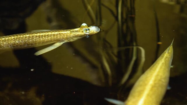 Close up of four eyed fish floating on the surface with view from above