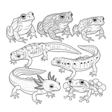 Collection of various lizard drawings.