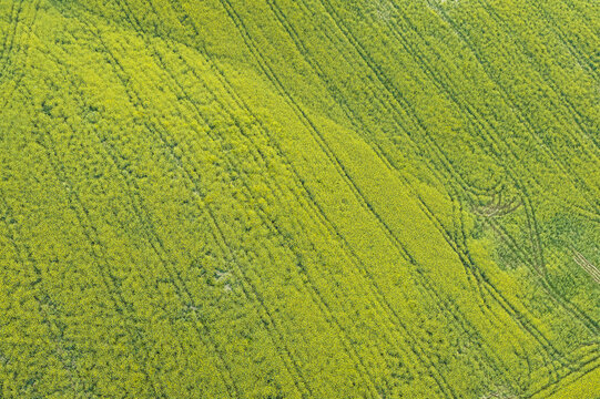 Aerial view of vibrant yellow rapeseed fields with diagonal tractor tracks in the agricultural landscape of Botriolo, Toscana, Italy.