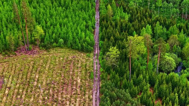 Overhead drone shot showing the contrast of reforestation rows and wild woodland divided by a trail.