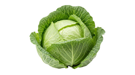 Obraz premium A fresh green cabbage on transparent background