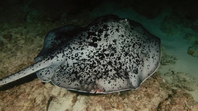 Night dive underwater view of a spotted stingray resting on the ocean floor in Mauritius. Calm nocturnal marine wildlife scene ideal for ocean life, diving, and nature documentary use.