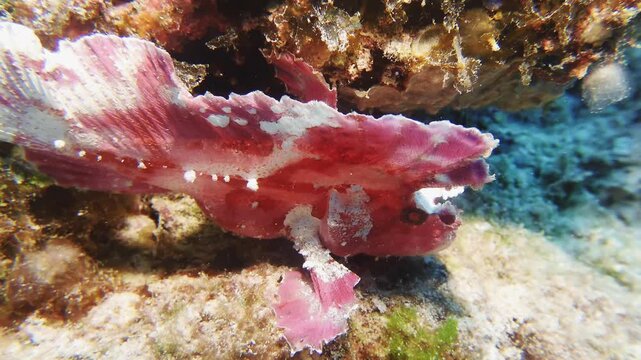 Macro underwater shot of a pink leaf fish camouflaged among coral reef textures in Mauritius. Unique marine species blend into their surroundings, highlighting biodiversity and underwater adaptation.