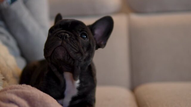 A cute black French Bulldog puppy with a white chest looks around curiously while relaxing on a comfortable beige couch in a home setting.
