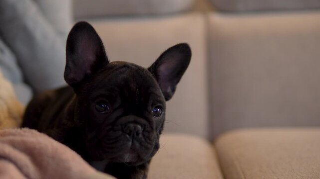 A cute black French bulldog puppy rests comfortably on a living room couch, looking curiously at the camera.