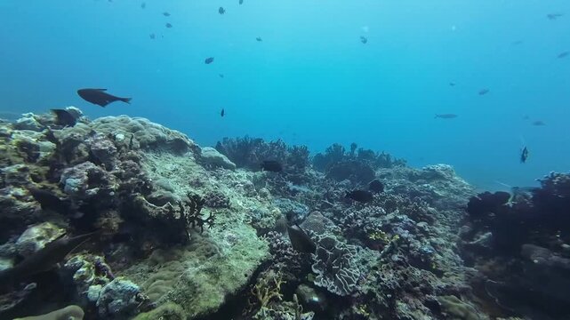 Camouflaged grouper resting among coral reef. Underwater footage of a reef predator blending with textured corals in clear blue ocean environment.