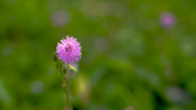 Close-up macro video of a blooming Mimosa pudica (sensitive plant) flower with delicate pink-purple filaments in natural daylight, showing fine details of texture and pollen.