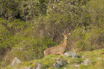 roe deer in nature during spring season © gabrielle