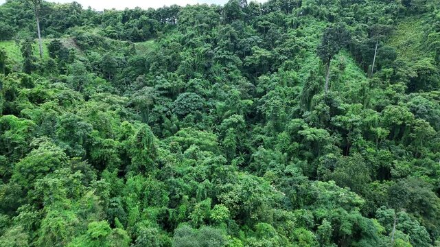 Aerial drone shot over primary Jungle tropical rain forest in Nan, Thailand. Aerial view, moving over a rainforest tree canopy in a slow pace beautiful green nature background of a tropical forest.	