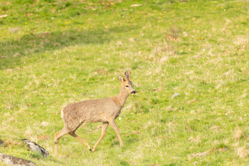 roe deer in nature during spring season © gabrielle