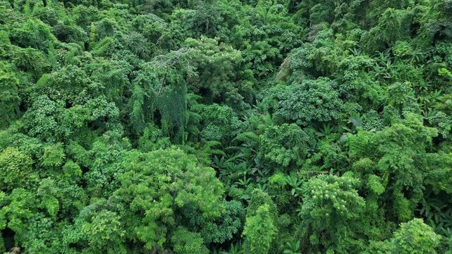 Aerial drone shot over primary Jungle tropical rain forest in Nan, Thailand. Aerial view, moving over a rainforest tree canopy in a slow pace beautiful green nature background of a tropical forest.	