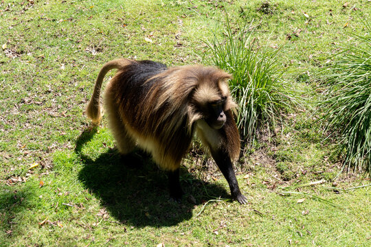 A Gelada baboon (Theropithecus gelada) at a zoo, USA. Geladas are the world's only primates that graze almost exclusively on grass