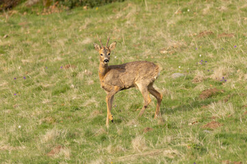 roe deer in nature during spring season © gabrielle