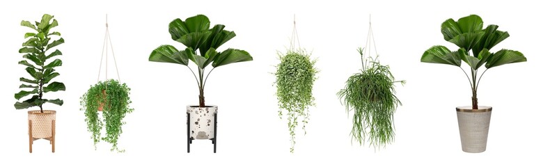 Naklejka premium Variety of indoor potted plants element set isolated on white