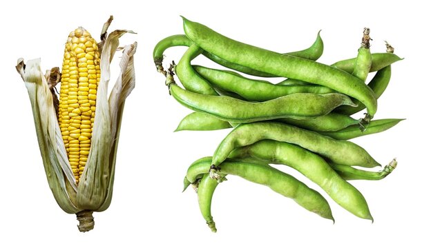 Fresh corn and beans displayed element set isolated on white