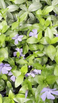 Close up of purple vinca minor flowers with a small insect