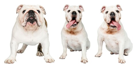 Obraz premium Three adorable bulldogs posing element set isolated on white