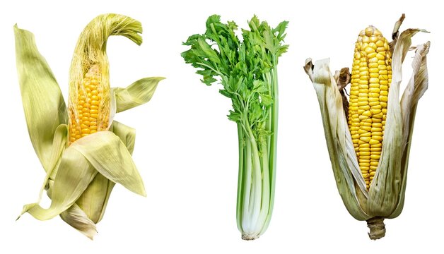 Fresh corn celery vegetables isolated element set isolated on white