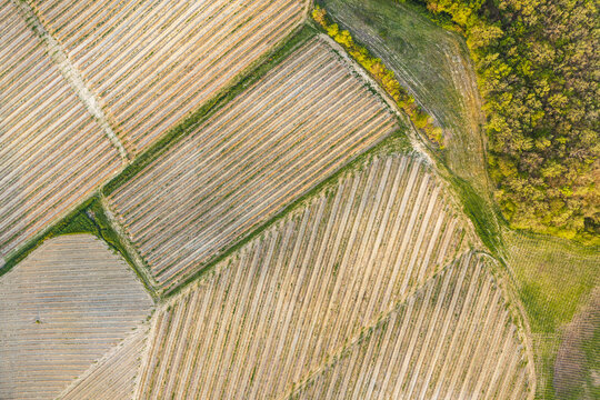 Aerial view of geometric vineyards and agricultural fields with parallel rows of vines bordering a lush green forest in Botriolo, Toscana, Italy.