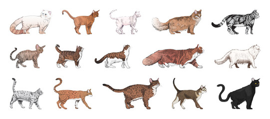 Obraz premium Illustrated diverse cat breeds element set