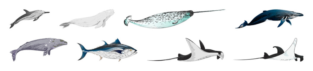 Diverse aquatic animal illustrations element set © Rawpixel.com