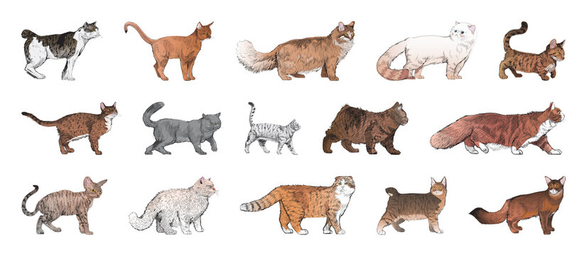 Illustrated diverse cat breeds element set