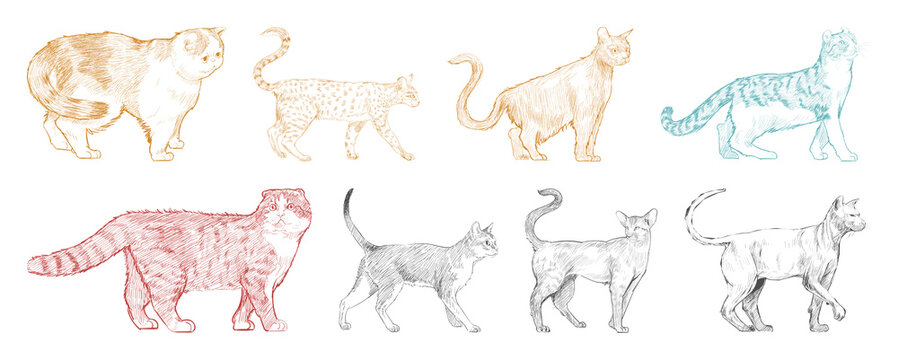 Illustrated cats in various poses element set